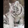 Фотография тигр